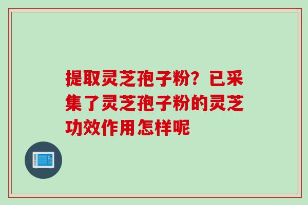 提取灵芝孢子粉？已采集了灵芝孢子粉的灵芝功效作用怎样呢