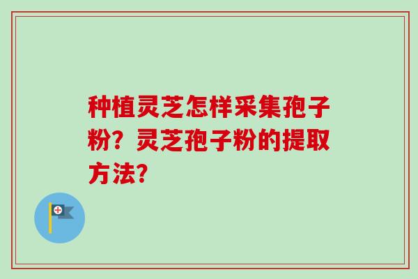种植灵芝怎样采集孢子粉?灵芝孢子粉的提取方法?
