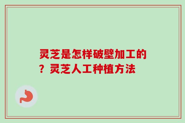 灵芝是怎样破壁加工的？灵芝人工种植方法