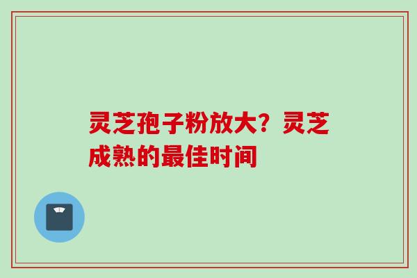 灵芝孢子粉放大？灵芝成熟的最佳时间