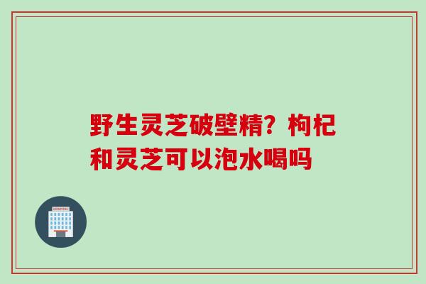 野生灵芝破壁精？枸杞和灵芝可以泡水喝吗
