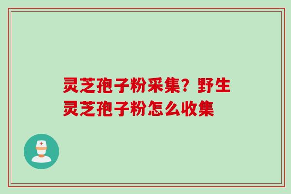 灵芝孢子粉采集？野生灵芝孢子粉怎么收集