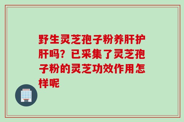 野生灵芝孢子粉养肝护肝吗？已采集了灵芝孢子粉的灵芝功效作用怎样呢