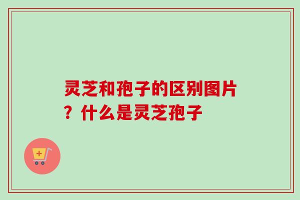 灵芝和孢子的区别图片？什么是灵芝孢子