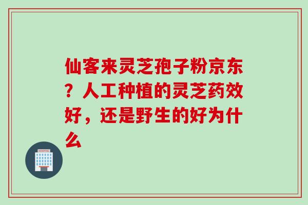 仙客来灵芝孢子粉京东？人工种植的灵芝药效好，还是野生的好为什么