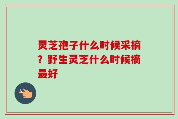 灵芝孢子什么时候采摘？野生灵芝什么时候摘最好