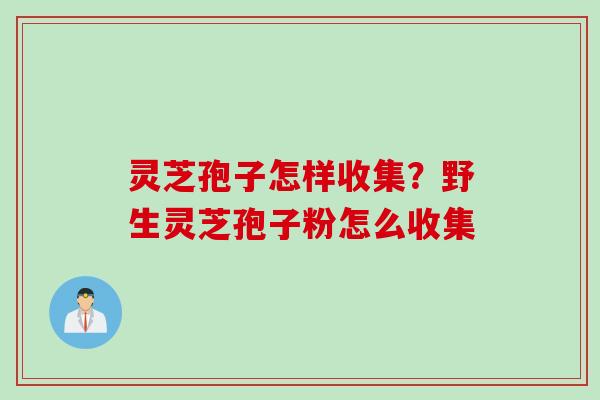 灵芝孢子怎样收集？野生灵芝孢子粉怎么收集