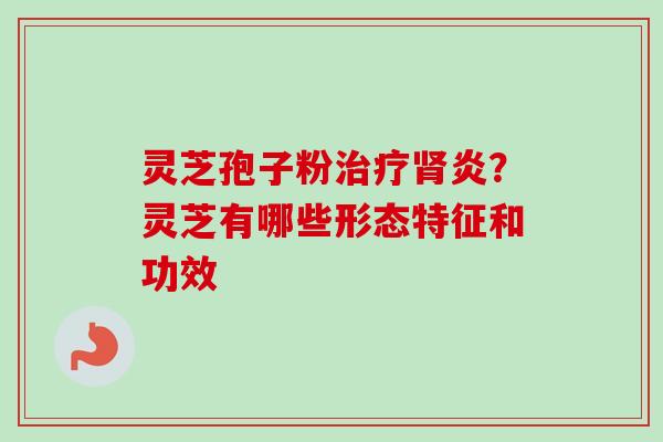 灵芝孢子粉治疗肾炎？灵芝有哪些形态特征和功效
