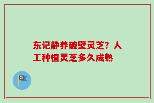 东记静养破壁灵芝？人工种植灵芝多久成熟