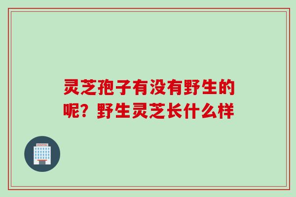 灵芝孢子有没有野生的呢？野生灵芝长什么样