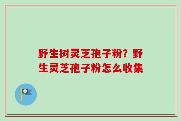 野生树灵芝孢子粉？野生灵芝孢子粉怎么收集