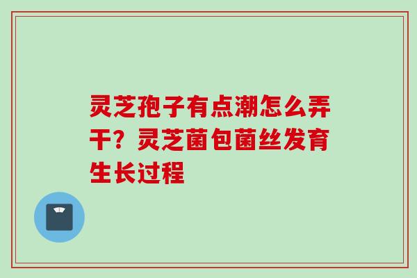 灵芝孢子有点潮怎么弄干？灵芝菌包菌丝发育生长过程