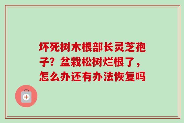 坏死树木根部长灵芝孢子？盆栽松树烂根了，怎么办还有办法恢复吗