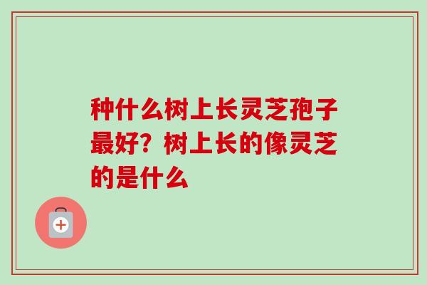 种什么树上长灵芝孢子最好？树上长的像灵芝的是什么