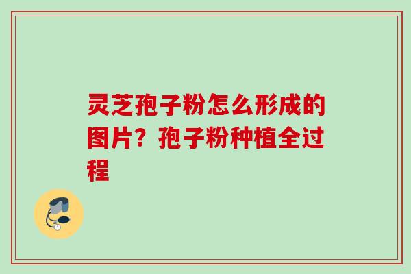 灵芝孢子粉怎么形成的图片？孢子粉种植全过程