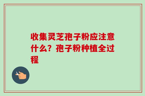 收集灵芝孢子粉应注意什么？孢子粉种植全过程