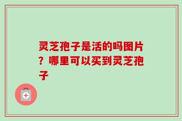灵芝孢子是活的吗图片？哪里可以买到灵芝孢子