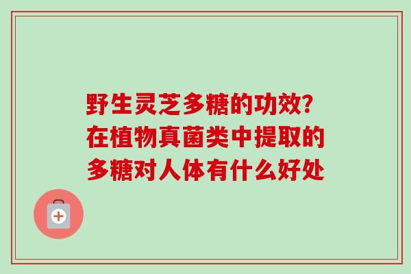 野生灵芝多糖的功效？在植物真菌类中提取的多糖对人体有什么好处