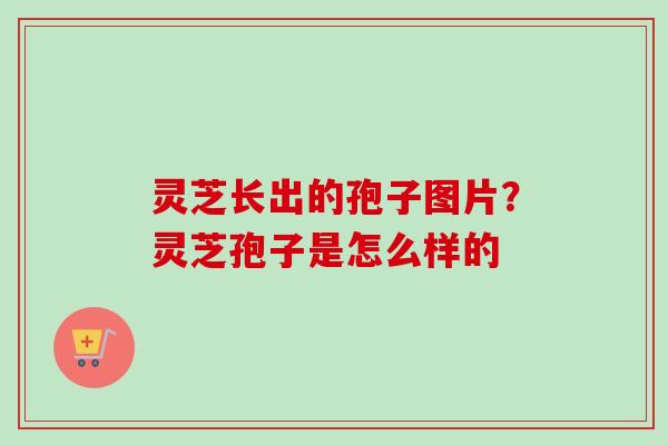 灵芝长出的孢子图片？灵芝孢子是怎么样的