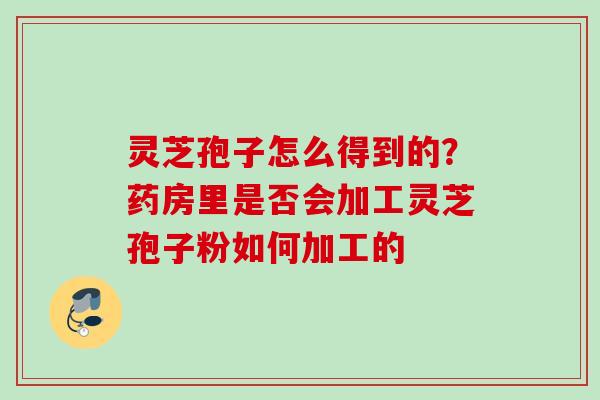 灵芝孢子怎么得到的？药房里是否会加工灵芝孢子粉如何加工的