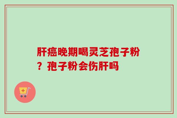 肝癌晚期喝灵芝孢子粉？孢子粉会伤肝吗