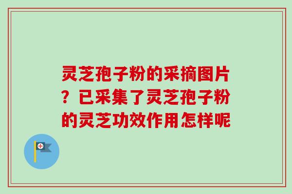 灵芝孢子粉的采摘图片？已采集了灵芝孢子粉的灵芝功效作用怎样呢