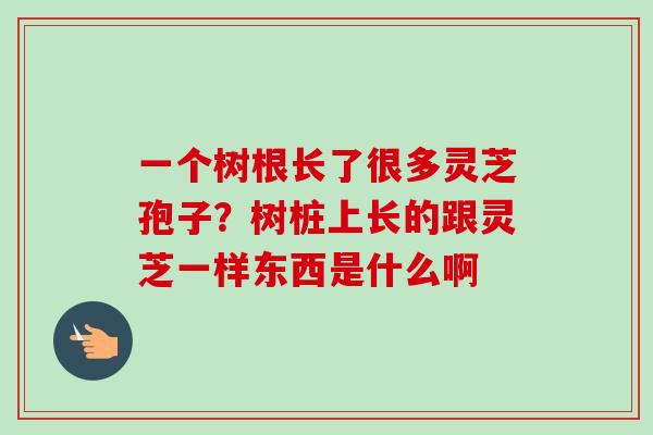 一个树根长了很多灵芝孢子？树桩上长的跟灵芝一样东西是什么啊