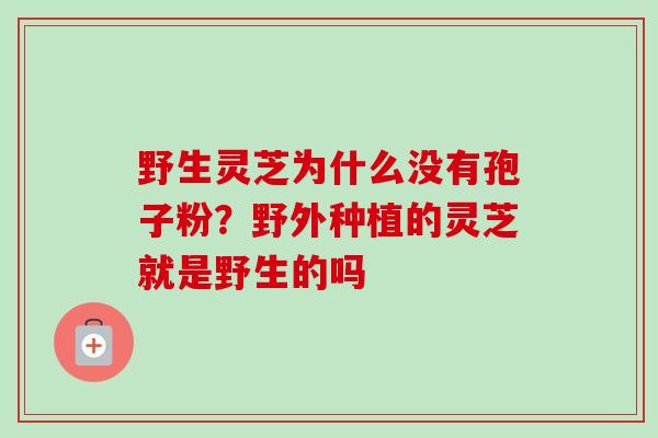 野生灵芝为什么没有孢子粉？野外种植的灵芝就是野生的吗