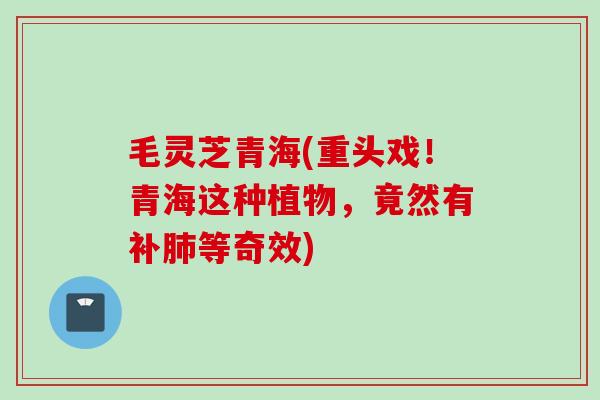 毛灵芝青海(重头戏！青海这种植物，竟然有补肺等奇效)