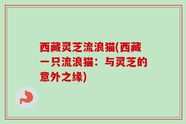 西藏灵芝流浪猫(西藏一只流浪猫：与灵芝的意外之缘)
