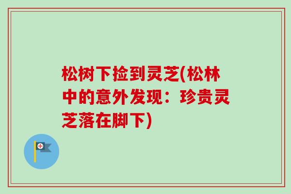 松树下捡到灵芝(松林中的意外发现：珍贵灵芝落在脚下)