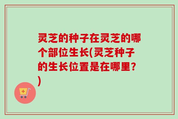 灵芝的种子在灵芝的哪个部位生长(灵芝种子的生长位置是在哪里？)