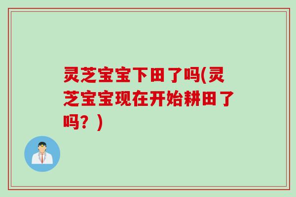 灵芝宝宝下田了吗(灵芝宝宝现在开始耕田了吗？)