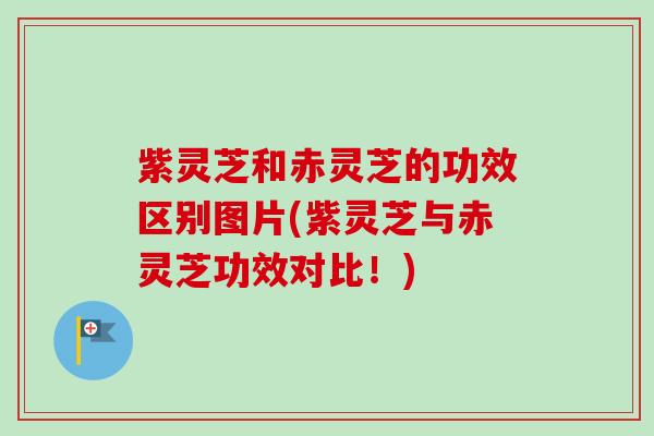 紫灵芝和赤灵芝的功效区别图片(紫灵芝与赤灵芝功效对比！)
