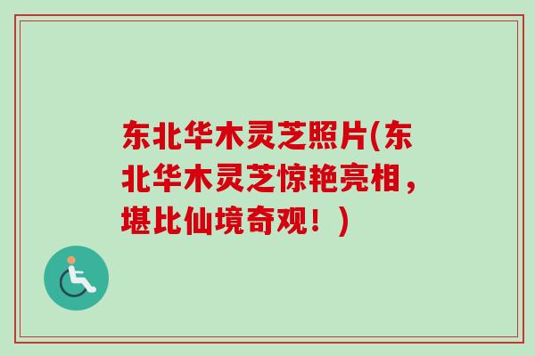 东北华木灵芝照片(东北华木灵芝惊艳亮相，堪比仙境奇观！)