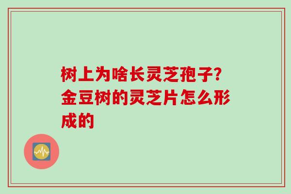 树上为啥长灵芝孢子？金豆树的灵芝片怎么形成的