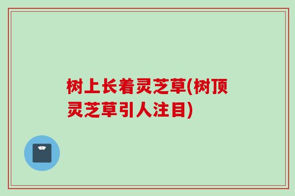 树上长着灵芝草(树顶灵芝草引人注目)