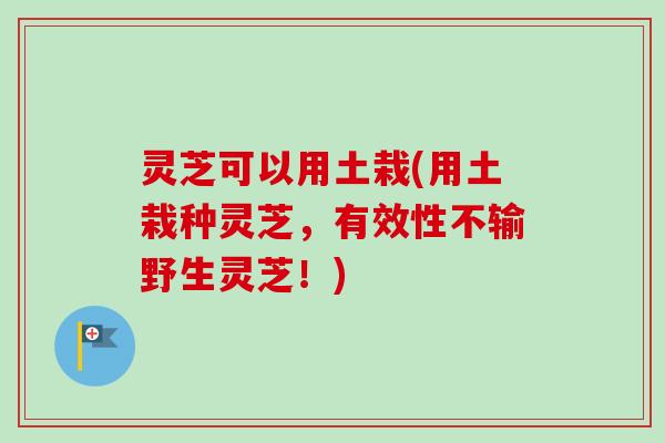 灵芝可以用土栽(用土栽种灵芝，有效性不输野生灵芝！)