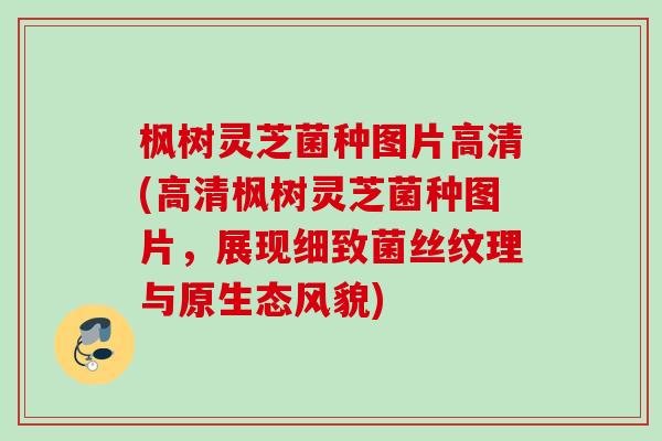 枫树灵芝菌种图片高清(高清枫树灵芝菌种图片,展现细致菌丝纹理与原生态风貌) 枫树灵芝菌种图片高清(高清枫树灵芝菌种图片,展现细致菌丝纹理与原生态风貌)