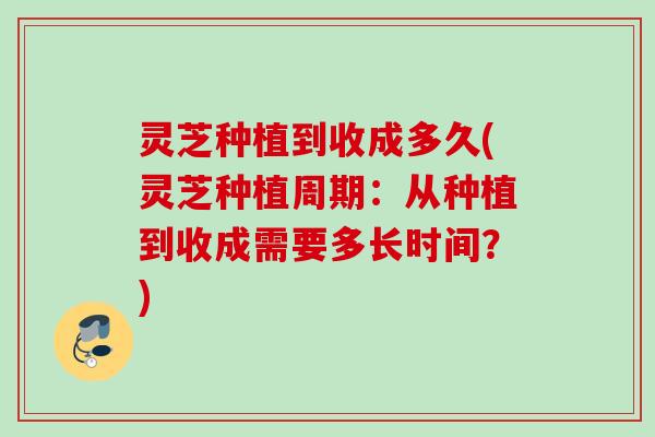 灵芝种植到收成多久(灵芝种植周期：从种植到收成需要多长时间？)
