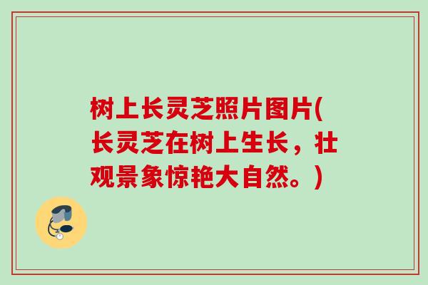 树上长灵芝照片图片(长灵芝在树上生长，壮观景象惊艳大自然。)