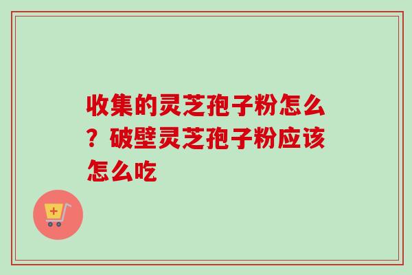 收集的灵芝孢子粉怎么？破壁灵芝孢子粉应该怎么吃