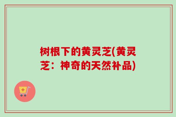树根下的黄灵芝(黄灵芝：神奇的天然补品)