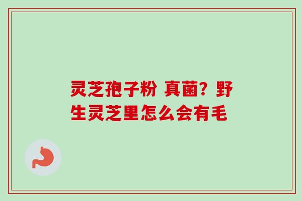 灵芝孢子粉 真菌？野生灵芝里怎么会有毛