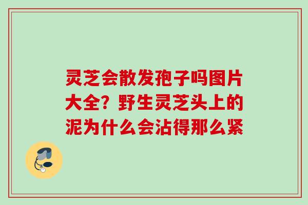 灵芝会散发孢子吗图片大全？野生灵芝头上的泥为什么会沾得那么紧