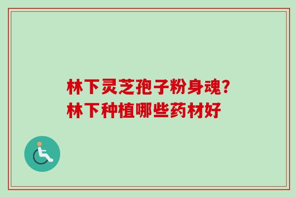 林下灵芝孢子粉身魂？林下种植哪些药材好