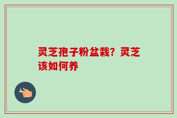灵芝孢子粉盆栽？灵芝该如何养