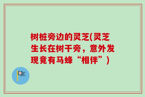 树桩旁边的灵芝(灵芝生长在树干旁，意外发现竟有马蜂“相伴”)