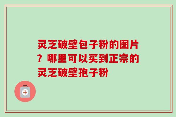 灵芝破壁包子粉的图片？哪里可以买到正宗的灵芝破壁孢子粉