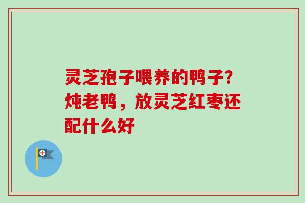 灵芝孢子喂养的鸭子？炖老鸭，放灵芝红枣还配什么好